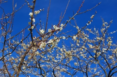 29年2月24日金熊寺梅林