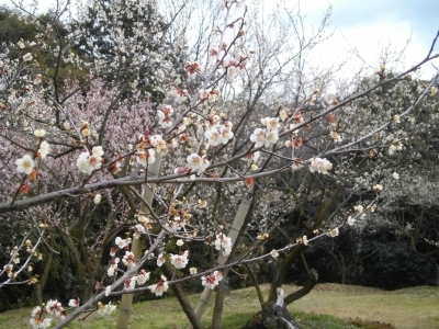 29年3月3日金熊寺梅林1