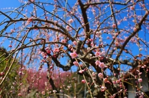 29年3月10日金熊寺梅林