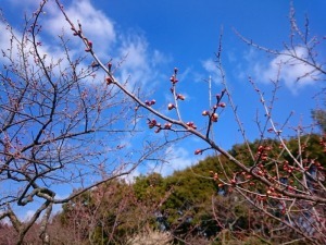 2月6日金熊寺梅林のつぼみ