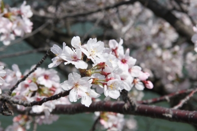 市民体育館前の桜