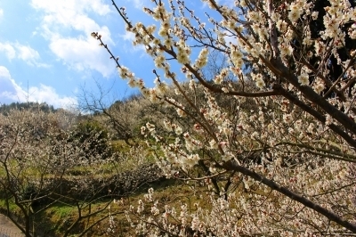 29年3月10日金熊寺梅林