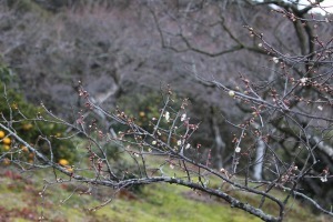 2月10日金熊寺梅林の梅