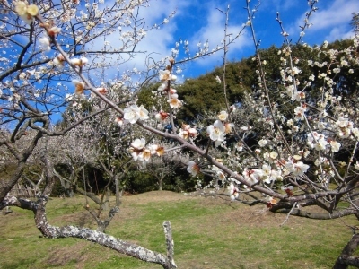 平成29年2月27日金熊寺梅林1