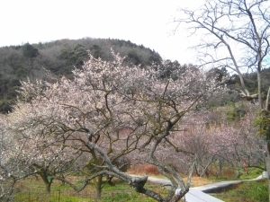 29年3月3日金熊寺梅林2