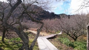 2月10日金熊寺梅林の遊歩道