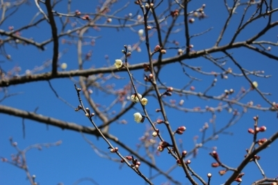 29年2月15日金熊寺梅林-1