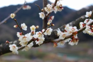 29年3月7日金熊寺梅林2
