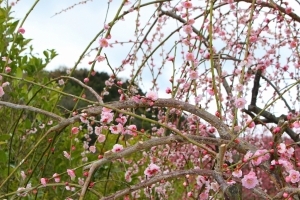 29年3月15日金熊寺梅林2