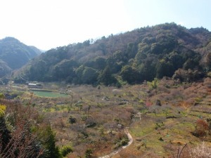 2月6日金熊寺梅林