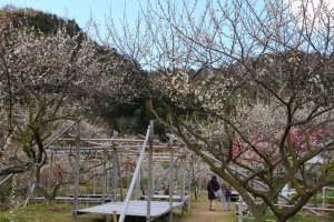 29年3月7日金熊寺梅林3