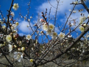 平成29年2月27日金熊寺梅林2