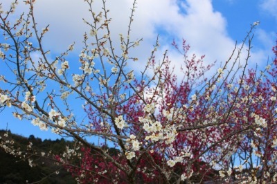 29年3月7日金熊寺梅林1