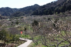 金熊寺梅林散策路2