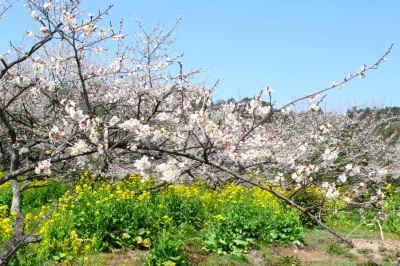 金熊寺梅林
