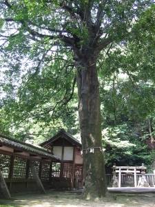ナギノキ