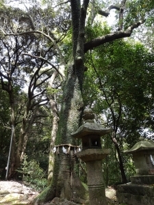オガタマノキ