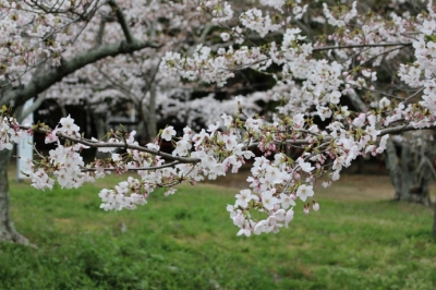 種河神社の桜