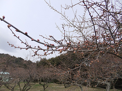 (写真)金熊寺梅林開花状況:2014年2月10日:つぼみ