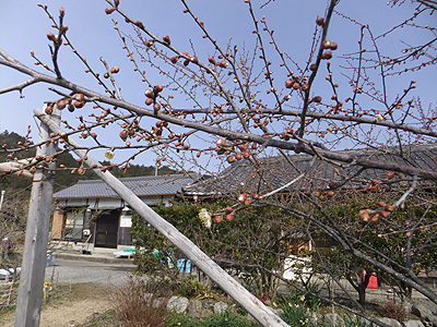 (写真)金熊寺梅林開花状況:2014年2月17日:つぼみ
