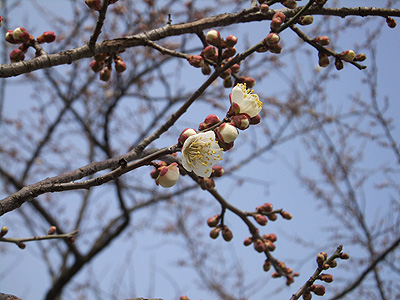 (写真)金熊寺梅林開花状況:2014年2月20日:つぼみ