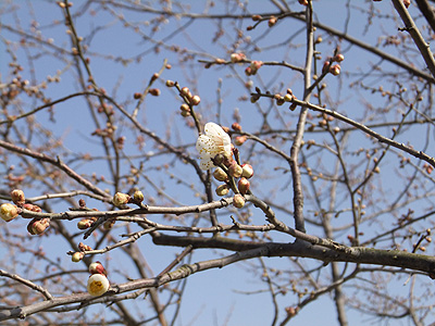 (写真)金熊寺梅林開花状況:2014年2月24日:つぼみ
