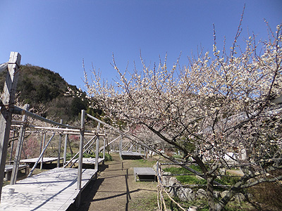 (写真)金熊寺梅林開花状況:2014年3月10日:満開