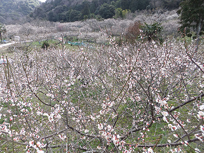 (写真)金熊寺梅林開花状況:2014年3月14日:満開