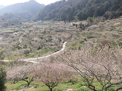 (写真)金熊寺梅林開花状況:2014年3月17日:満開