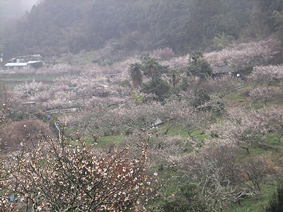 (写真)金熊寺梅林開花状況:2014年3月20日:終わりまじか