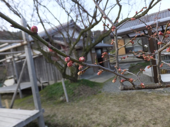 (写真)梅つぼみ