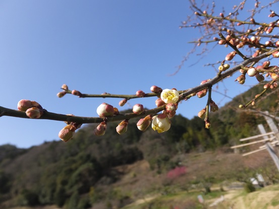 (写真)梅一分咲き