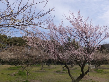 (写真)梅四分咲き2
