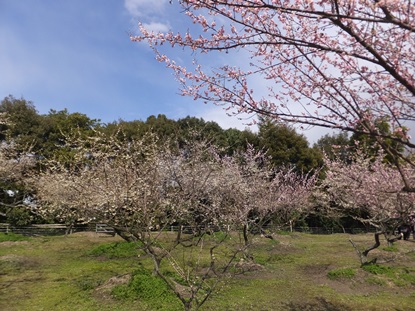 (写真)梅六分咲き~九分咲き1