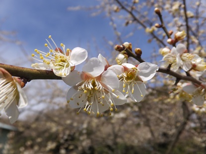 (写真)梅六分咲き~九分咲き2