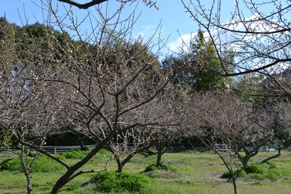 (写真)梅終わり間近1