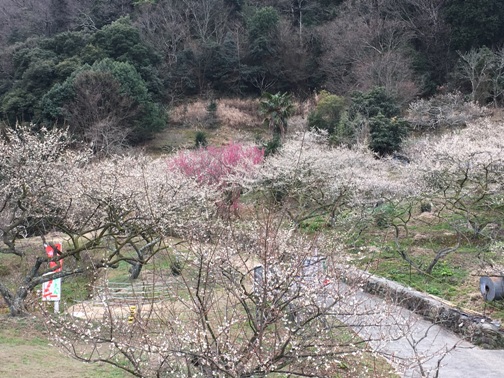 (写真)金熊寺梅林7