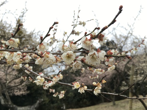(写真)金熊寺梅林8