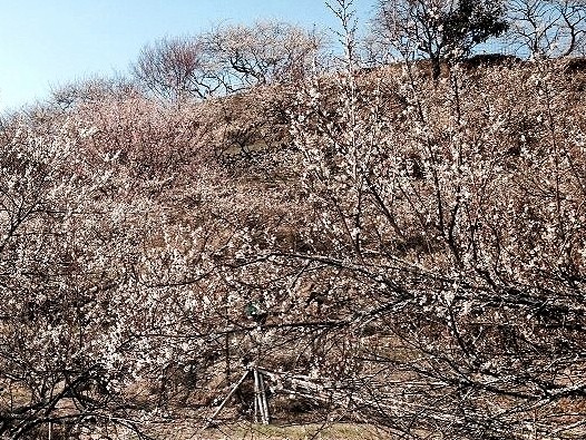(写真)金熊寺梅林6