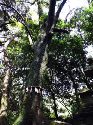 信達神社のオガタマノキ1