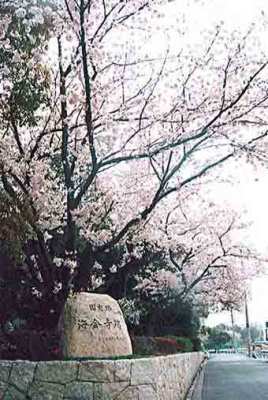 （写真）広場入口（ひろばいりぐち）の桜