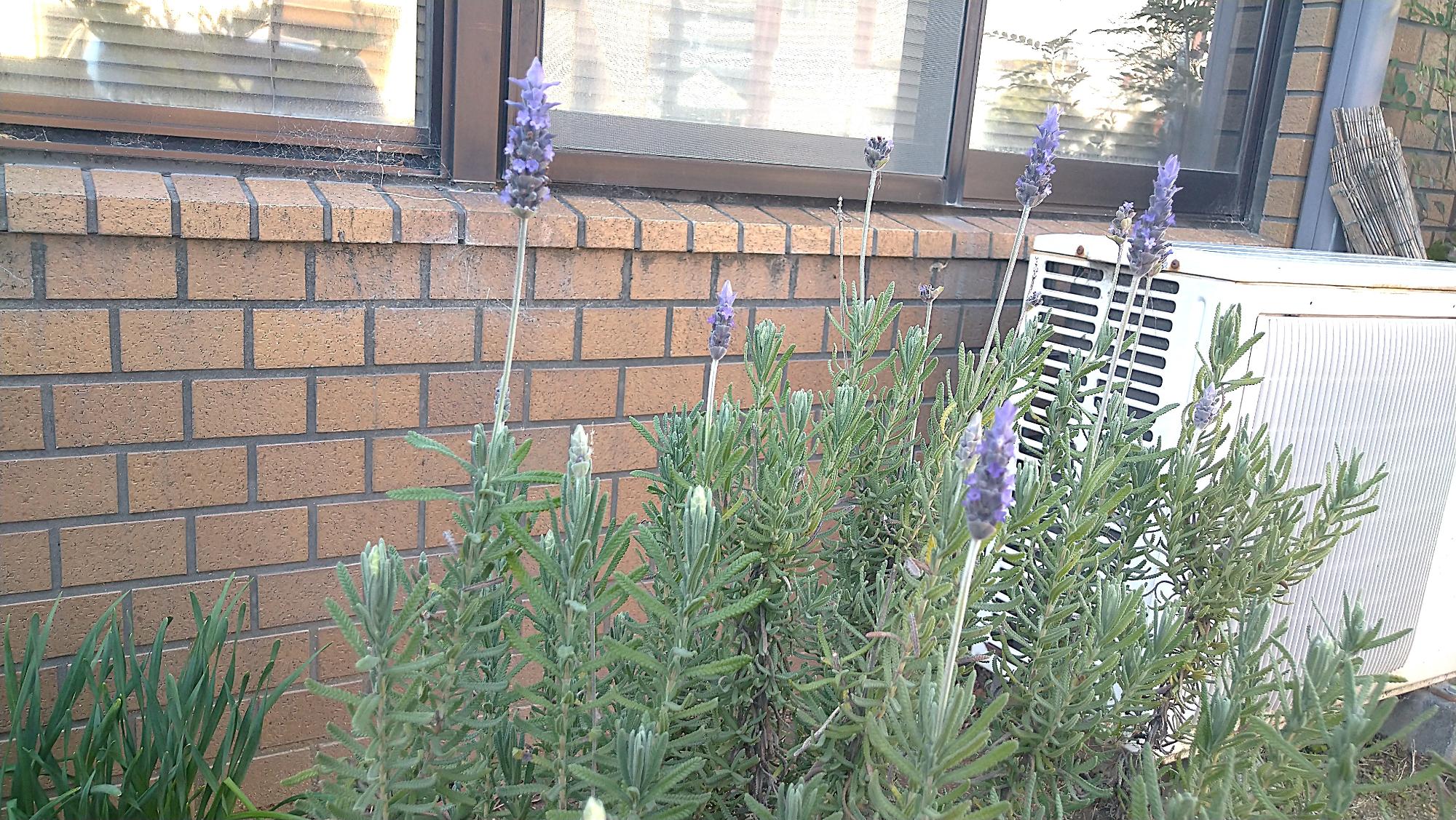 ラベンダー画像3