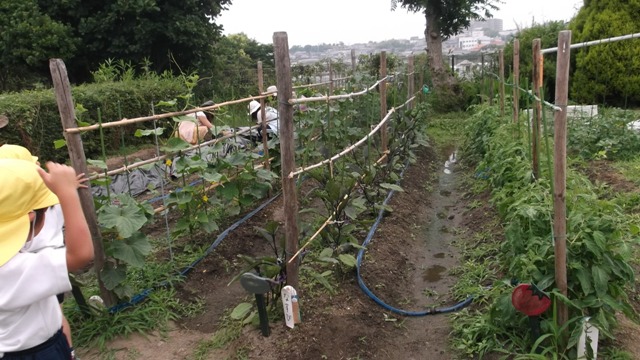 (写真)野菜畑