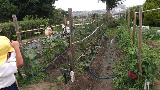 （写真）野菜畑