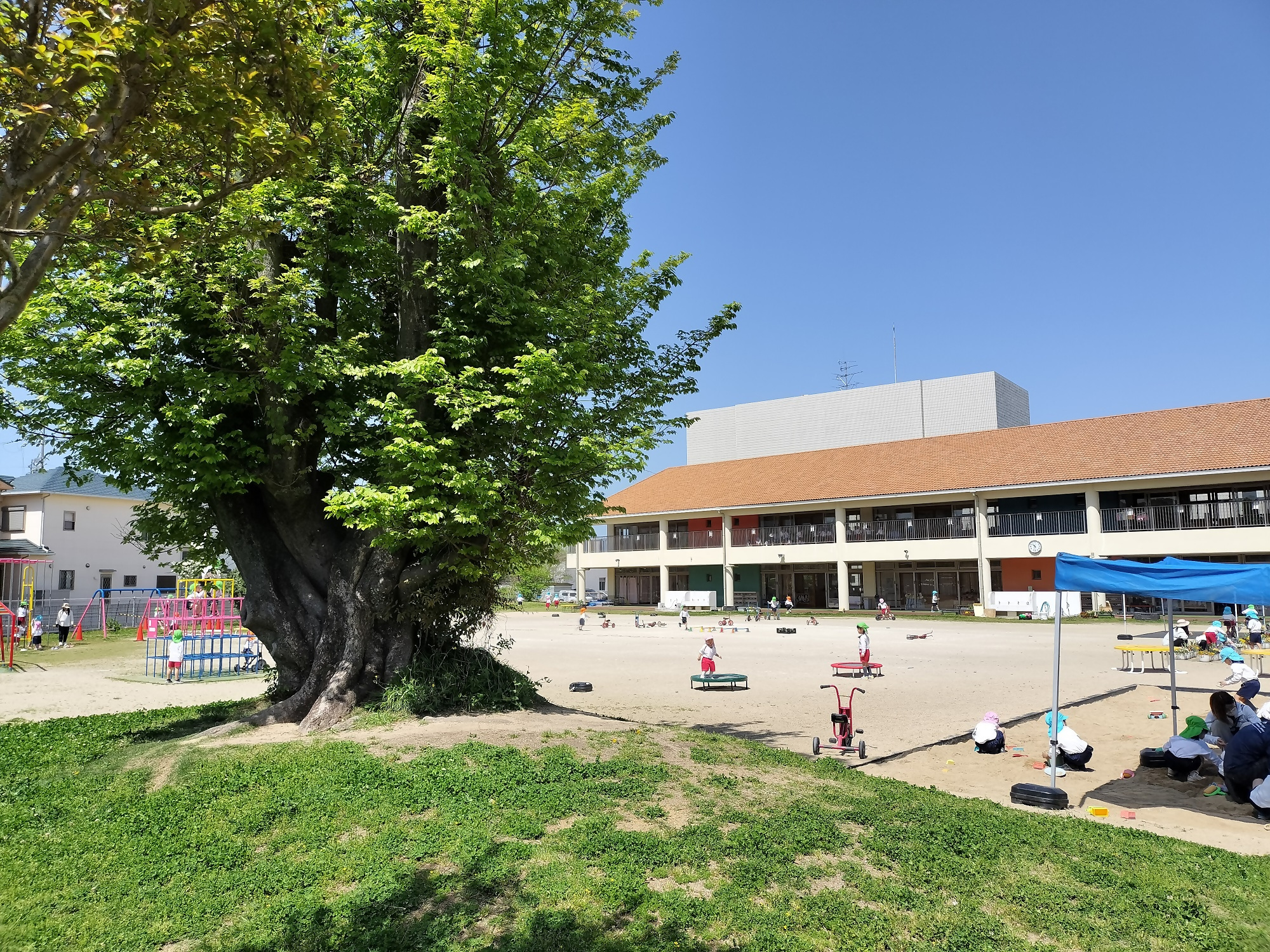 むくの木と広い園庭