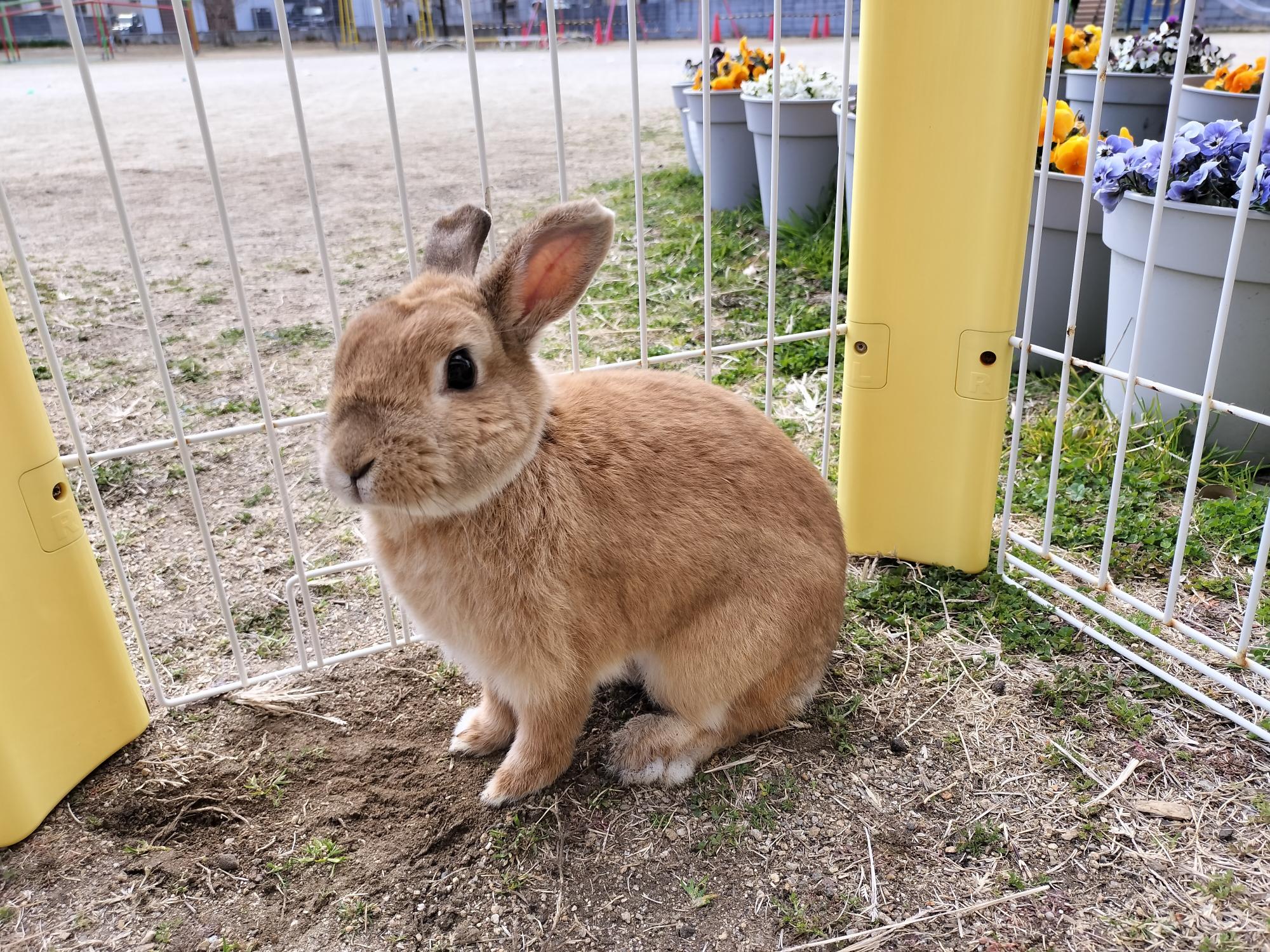うさぎがいるよ
