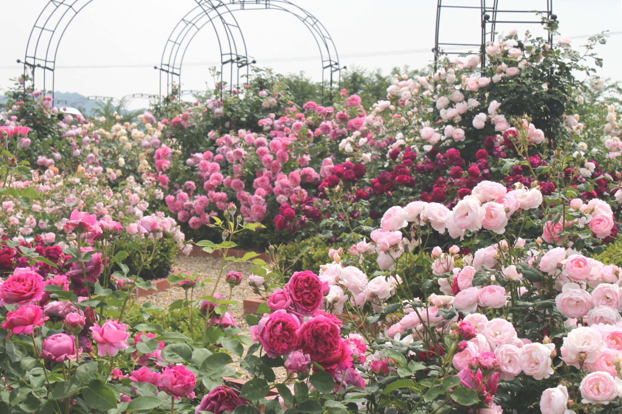 davidaustinrosegarden