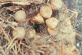 （写真）セアカゴケグモの卵のう