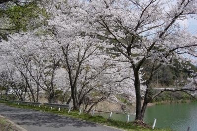 堀河ダムの桜