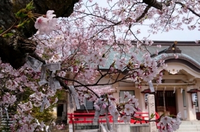海会寺跡広場の桜